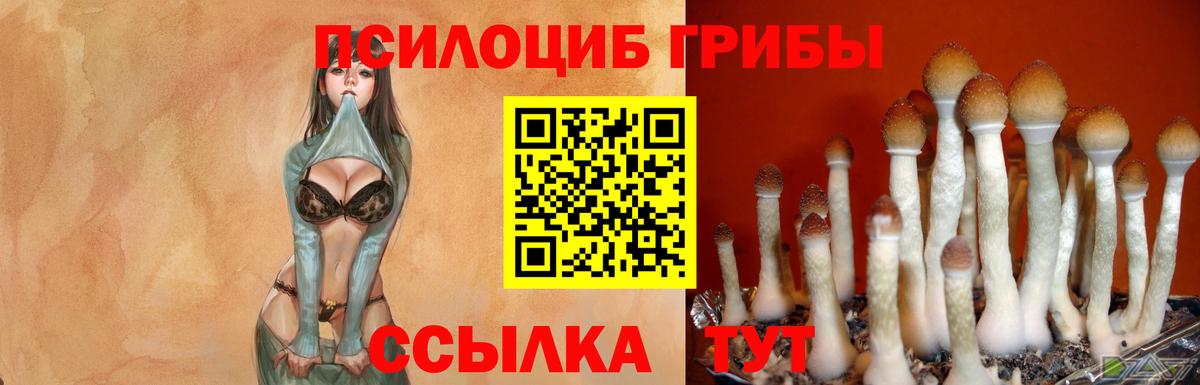 Галлюциногенные грибы Psilocybe Кизляр